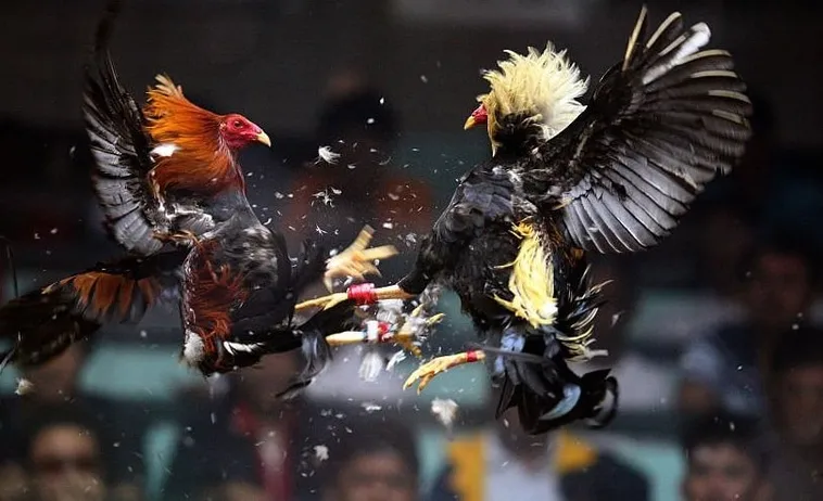 Đá Gà PQ88: Hành Trình Chinh Phục Đỉnh Cao Cá Cược Online 2 Đá Gà PQ88: Hành Trình Chinh Phục Đỉnh Cao Cá Cược Online