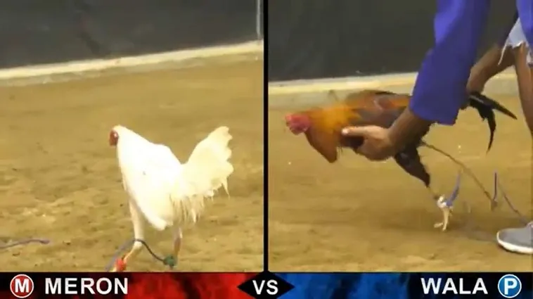 Đá Gà H3BET: Bí Quyết Cá Cược Thành Công Lớn