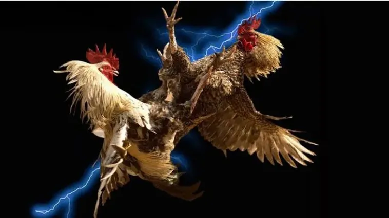 Khám Phá Thế Giới Đá Gà EE88: Truyền Thống Và Hiện Đại 2 Khám Phá Thế Giới Đá Gà EE88: Truyền Thống Và Hiện Đại