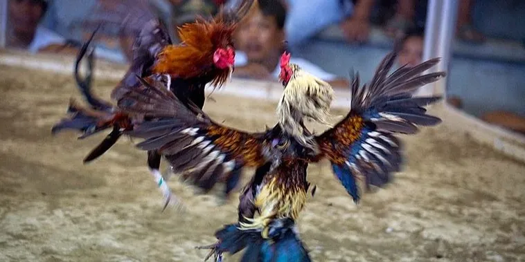 Đá Gà ABC8: Bí Quyết Thắng Lớn Cho Dân Cá Cược